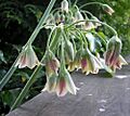 Allium-siculum-bulgaricum-619