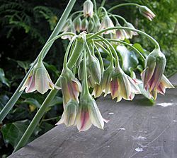 Archivo:Allium-siculum-bulgaricum-619