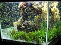 Aquarium-Monaco3