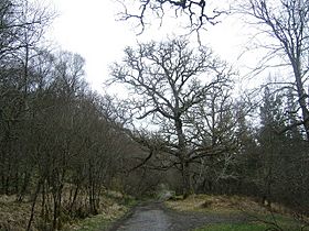 Ariundle oakwoods - geograph.org.uk - 418470.jpg