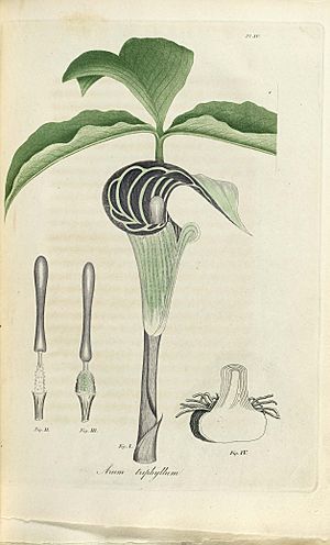 Archivo:Arum triphyllum, Dragon root (3527703565)