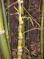 Bambusa ventricosa