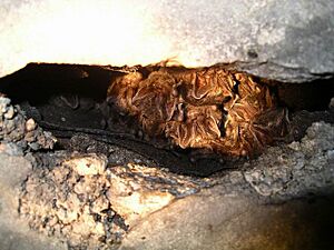 Archivo:Barbastelle barbastellus2