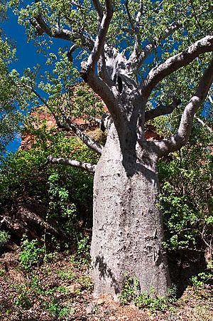 Archivo:Boab tree near Kununurra WA