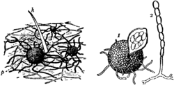 Britannica Hop and Strawberry Mildew.png