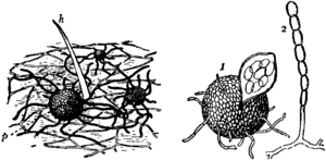 Britannica Hop and Strawberry Mildew.png