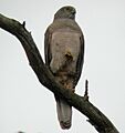 Brown Goshawk kur