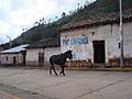 Cachora.Main