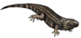 Carbonodraco lundi.png