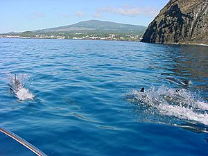 Archivo:Cardume de Golfinhos junto ao Monte Brasil, ilha Terceira, Açores