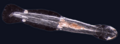 Chaetoblack