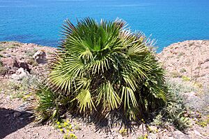 Archivo:Chamaerops humilis Cabo Gata