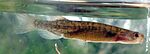 Chatham Mudfish imported from iNaturalist photo 268924316 on 14 February 2024.jpg