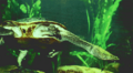 Chelodina burrungandjii