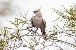 Chirruping Wedgebill (Psophodes cristatus).jpg