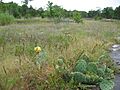 Couchville glade