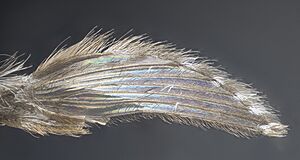 Archivo:Culex Mosquito Wing