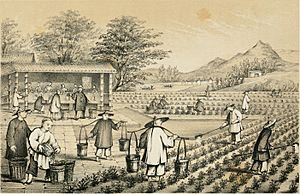 Archivo:Culture and Preparation of Tea