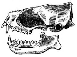 Cynomops planirostris skull.jpg