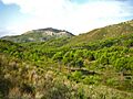 Desert de les palmes bosc