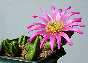 Archivo:Echinocereus viereckii v.morricalli Kh33a Khanon s200select