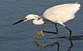 Egretta thula -Berkeley -California -USA-8