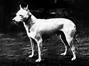Archivo:English White Terrier 1890