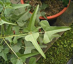 Archivo:Erythrina herbacea 03 ies