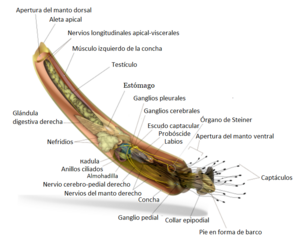 Archivo:Escafópodo