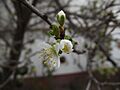 Flor y retoños de ciruelo