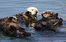 Archivo:Four sea otters