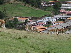 Granja Porcón - View with vicuñas.jpg