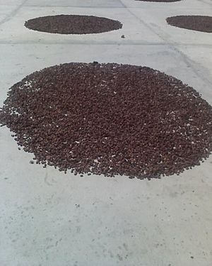 Archivo:Granos de Cacao esparcidos por el suelo en Chuao. Edo. Aragua.