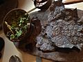 Guacamole con chapulines