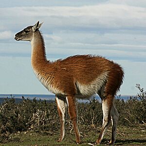 Archivo:Guanaco 09.24