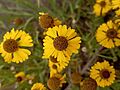 Helenium mexicanum III