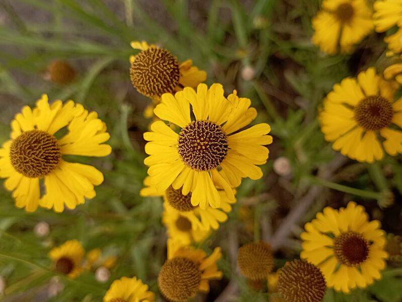 Helenium mexicanum III