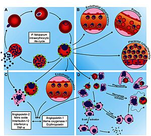 Archivo:Hemoglobinopathies-Slicing-the-Gordian-Knot-of-Plasmodium-falciparum-Malaria-Pathogenesis-ppat.1003327.g001