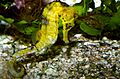 Hippocampus reidi 1