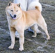 Hokkaidou inu
