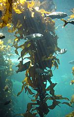 Archivo:Kelp-forest-Monterey
