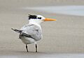 Lesser crested Tern (Thalasseus bengalensis) in Algeria