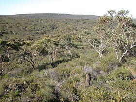 LesueurNationalPark woodland.JPG