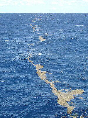 Archivo:Lines of sargassum Sargasso Sea