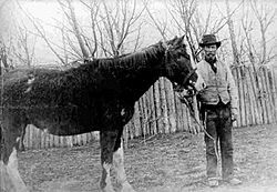 Archivo:Malacara horse and John Daniel Evans (1906) retouched