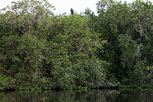 Archivo:Mangrove in la manzanilla