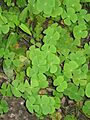 Marsilea crenataRHu1