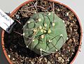 Matucana madisoniorum 2