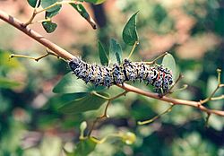 Archivo:Mopane worm on mopane tree