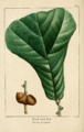 NAS-020 Quercus marilandica